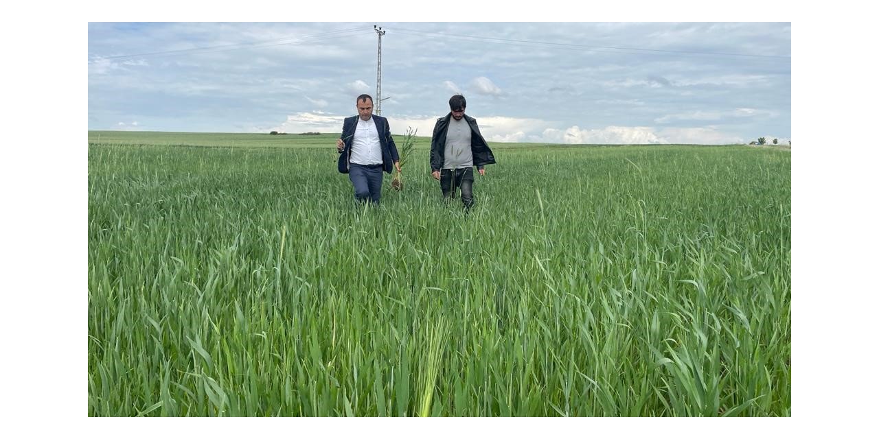 Yozgat’ta yağışlar nedeniyle ekili alanlarda pas hastalığı riski oluştu