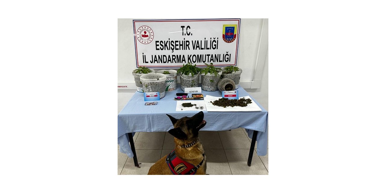 Ormanlık alanda kenevir yetiştiren şüpheli şahısların evlerinde uyuşturucu maddeler ele geçirildi