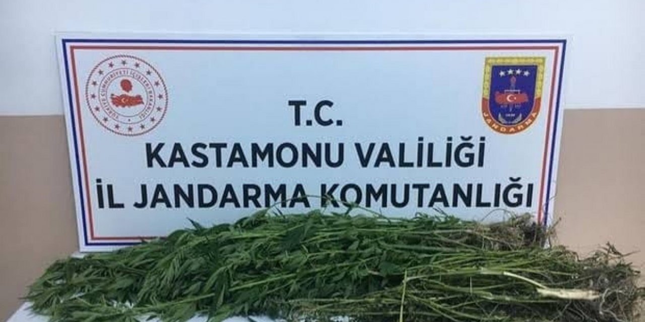 Kastamonu’da 28 kök kenevir ele geçirildi: 1 gözaltı