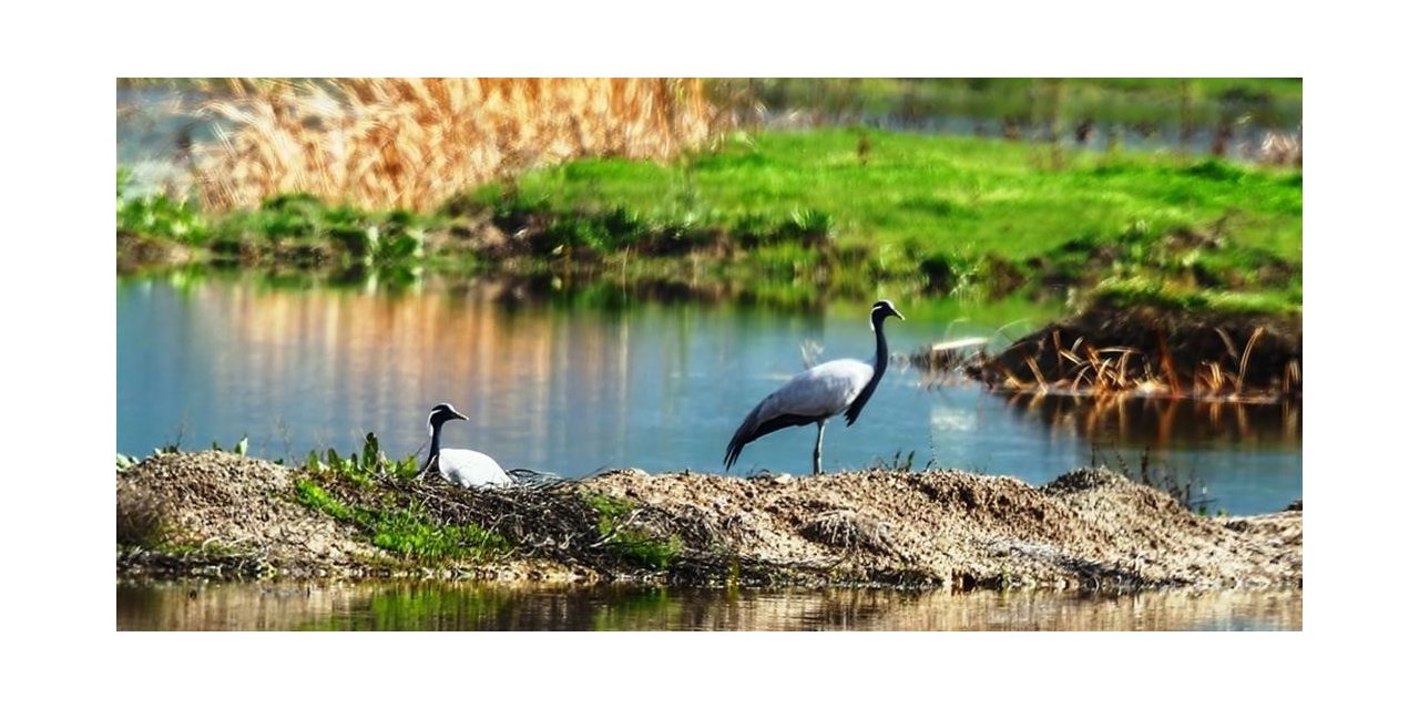 Milli Parklar, telli turna ailesinin fotoğrafını paylaştı