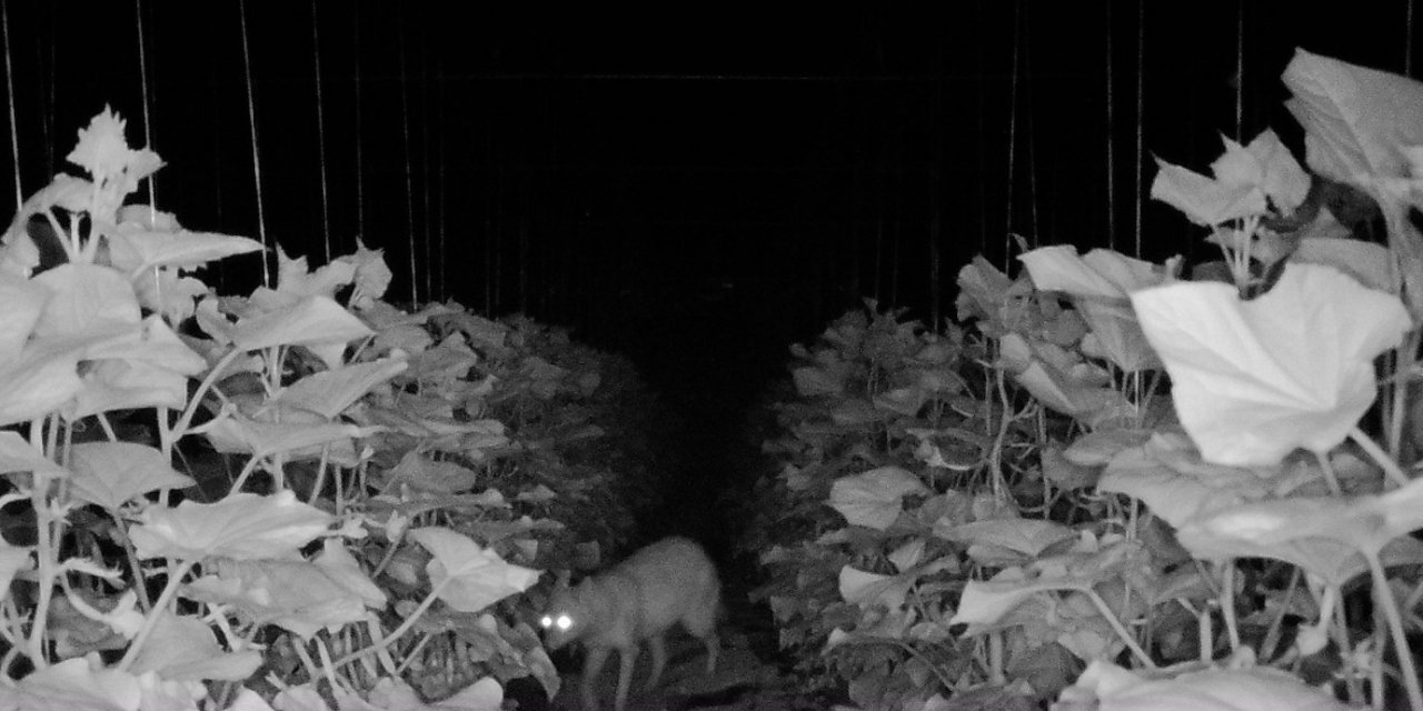 Amasya’da köylülerin kabusu olan çakal fotokapanda: “Çakal kardeş yakamızı bırak”