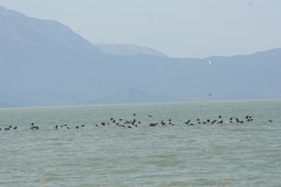 Beyşehir Gölü Milli Parkı'nın kış konukları