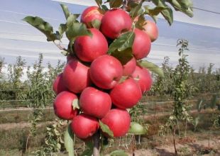 Bodur elma üretiminde büyük artış