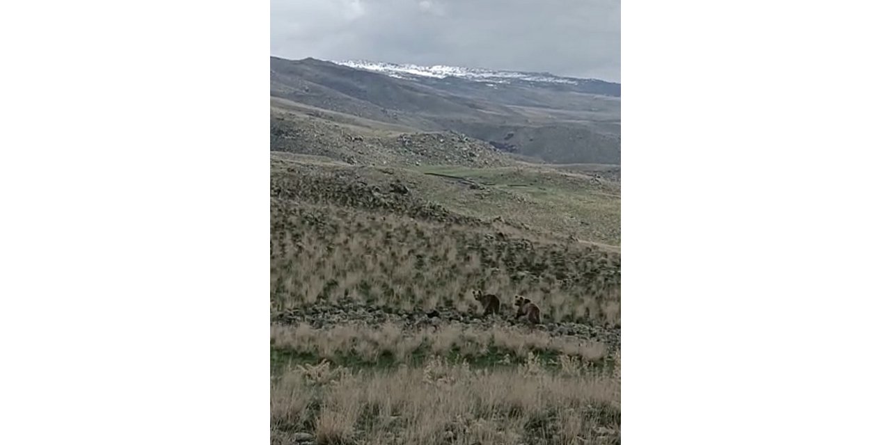 Ağrı’da arazide dolaşan 2 ayı kameralara yansıdı