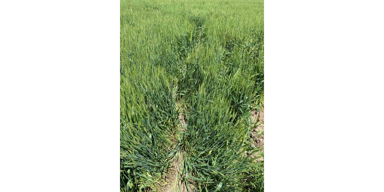 Günyüzü’nde domuzlar ekine zarar verdi