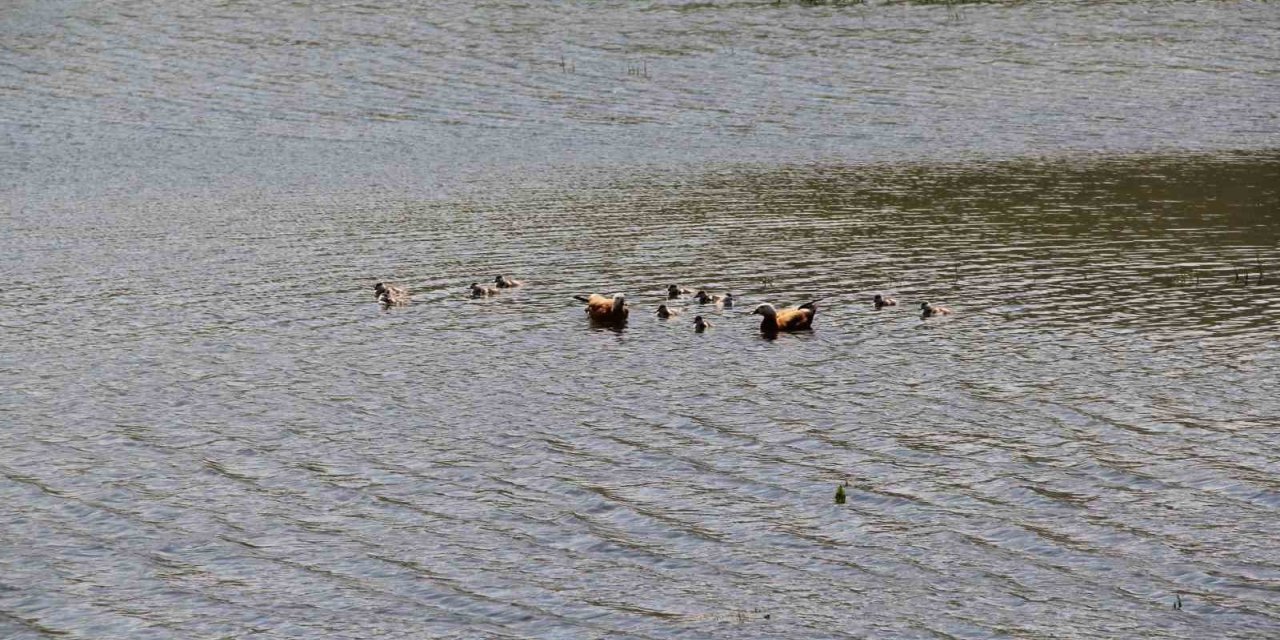 11 yavrusuyla birlikte yüzen angutlar hoş manzaralar çıkardı