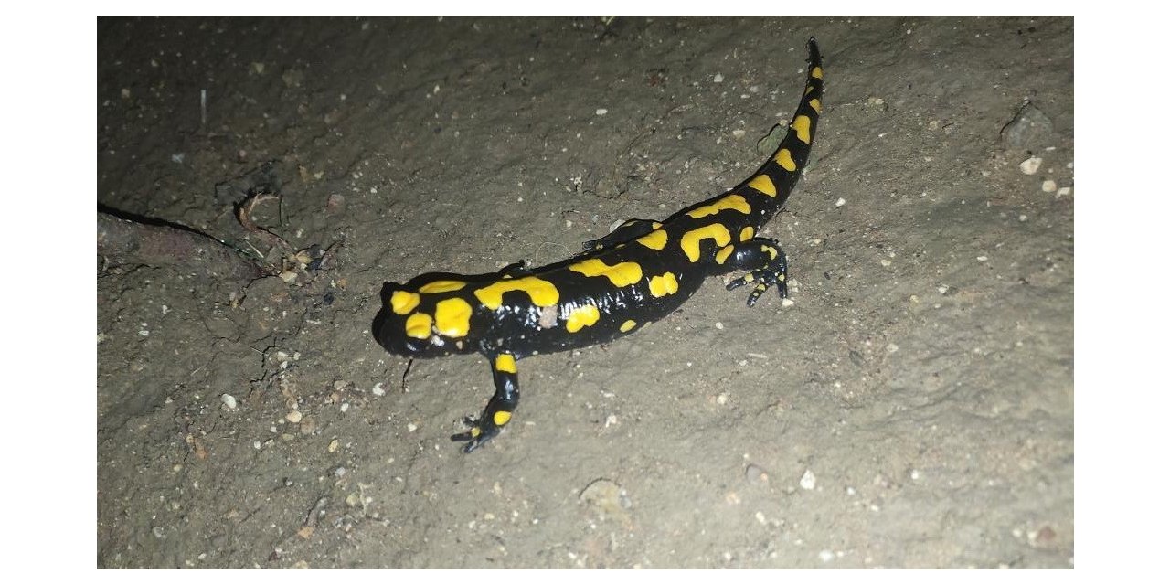 Adıyaman’da sarı benekli semender görüldü