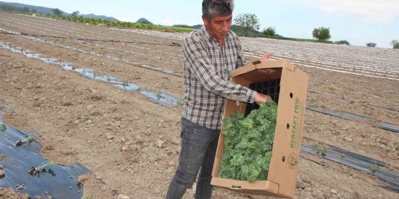 ’Osmaneli Karpuzu’nun son fideleri toprakla buluşuyor