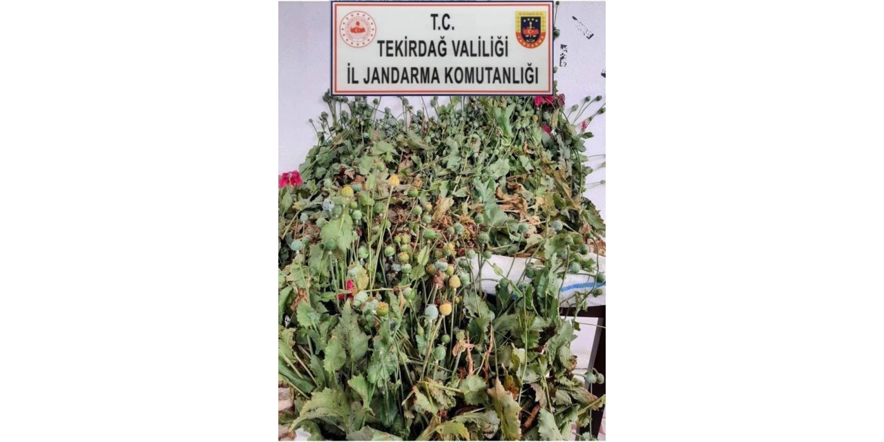 Tekirdağ’da 384 kök haşhaş bitkisi ele geçirildi