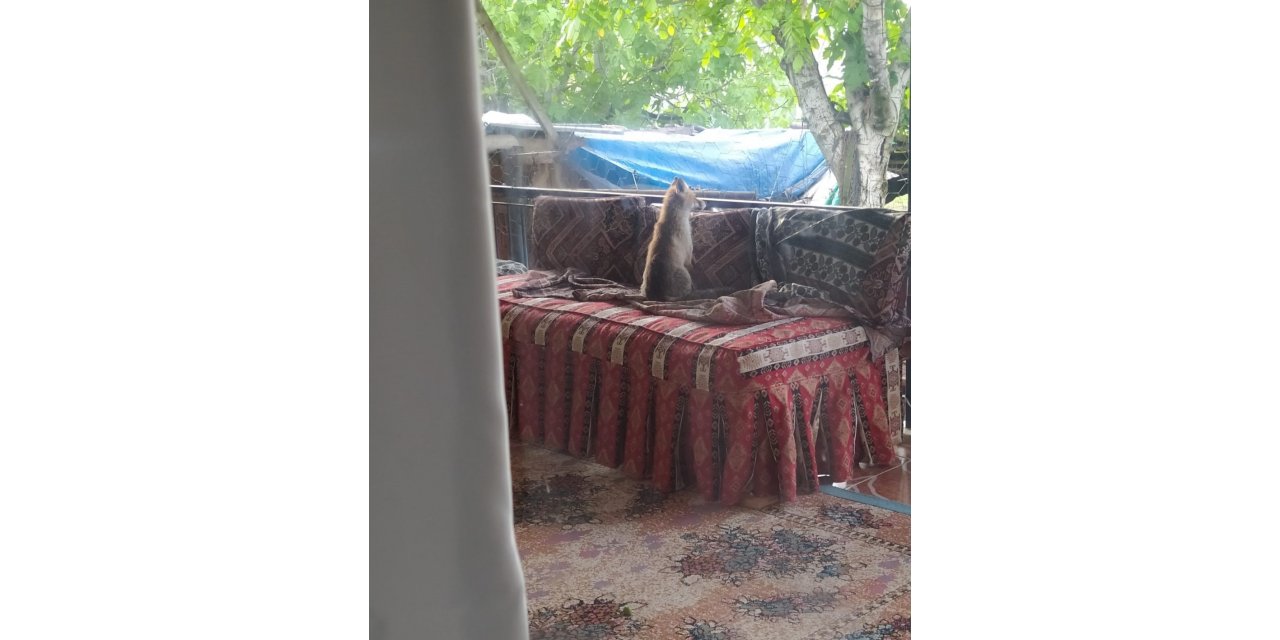 Burdur’da şehre inen yavru tilki bir evin balkonunda sabahladı