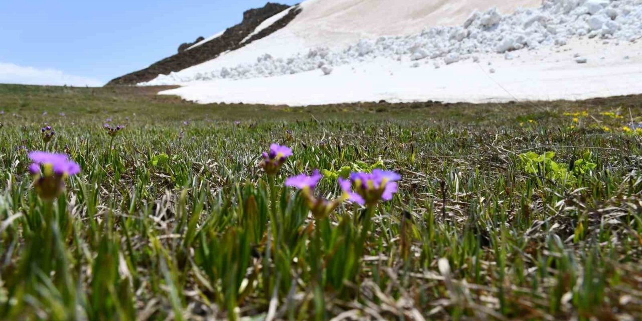 Şırnak’ta yılın son kardelenleri çiçek açtı