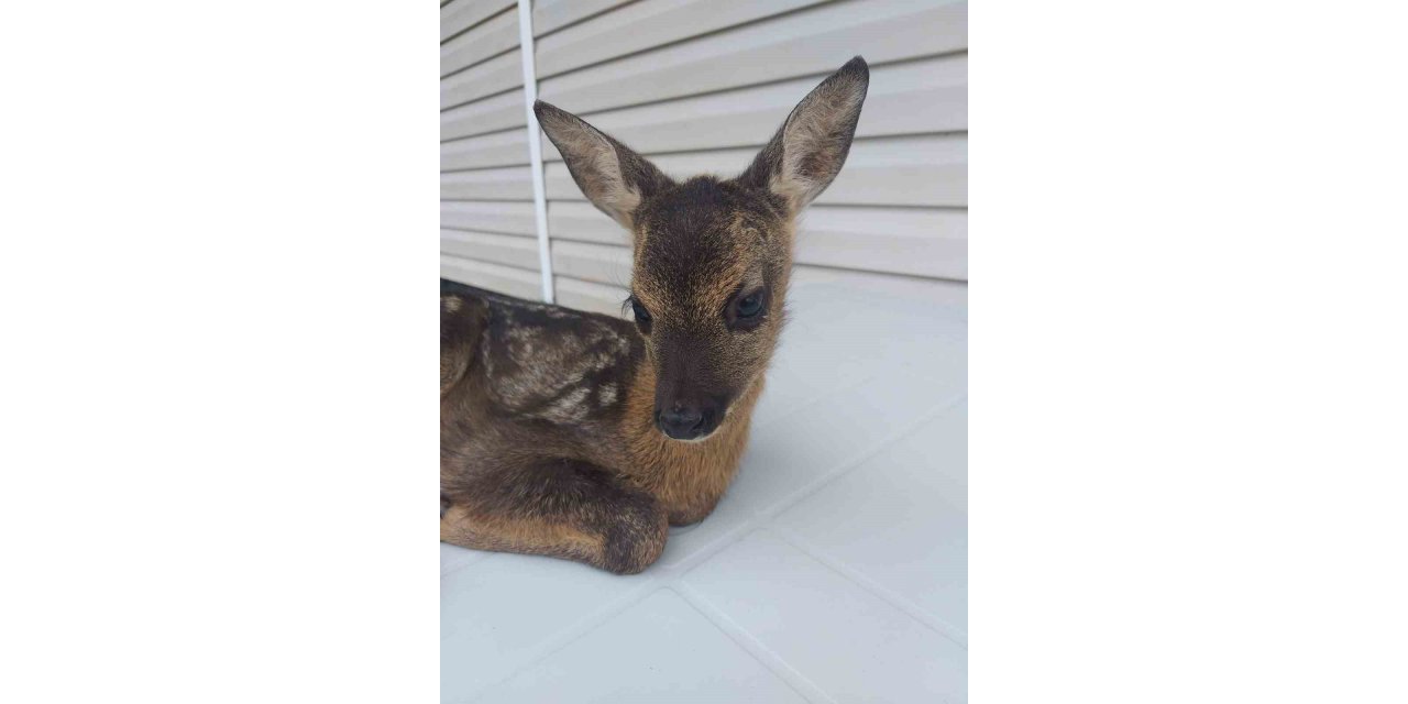 Buldukları yavru karacayı Doğa Koruma ve Milli Parklar yetkililerine teslim ettiler