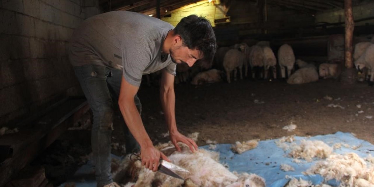 Havaların ısınmasıyla koyun kırkma mesaisi başladı