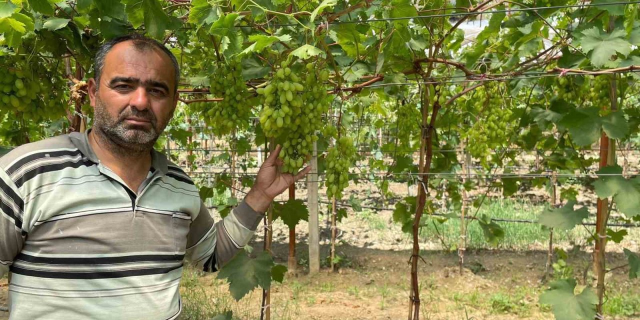 Serada erkenci üzüm yetiştirdi ilk ürünler ikram olacak