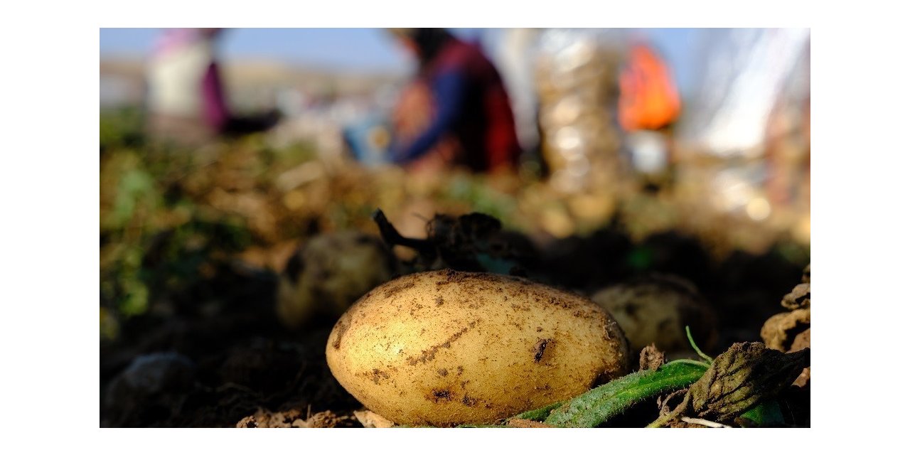 İstanbul’da Mayıs ayının en fazla pahalanan ürünü patates oldu