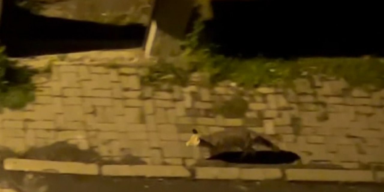 Aç kaldığı düşünülen tilki şehir merkezine indi