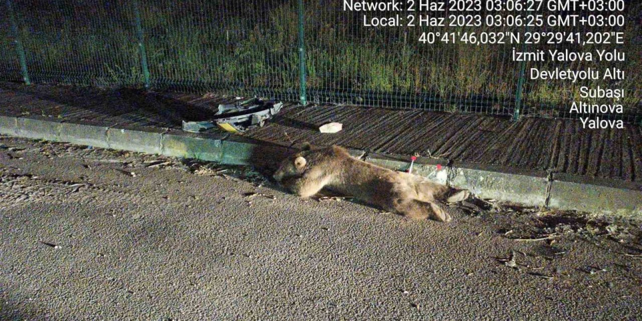 Yalova’da taksinin çarptığı ayının ayakları kırıldı