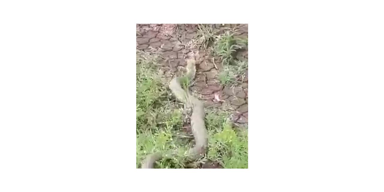 Isırığı bir insanı öldürmeye yeten koca engerek yılanı görüntülendi