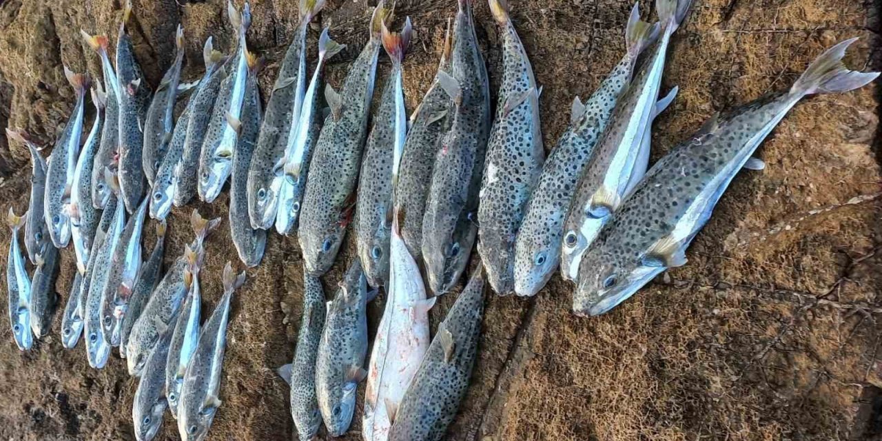 Datça’da balon balığı tehlikesi