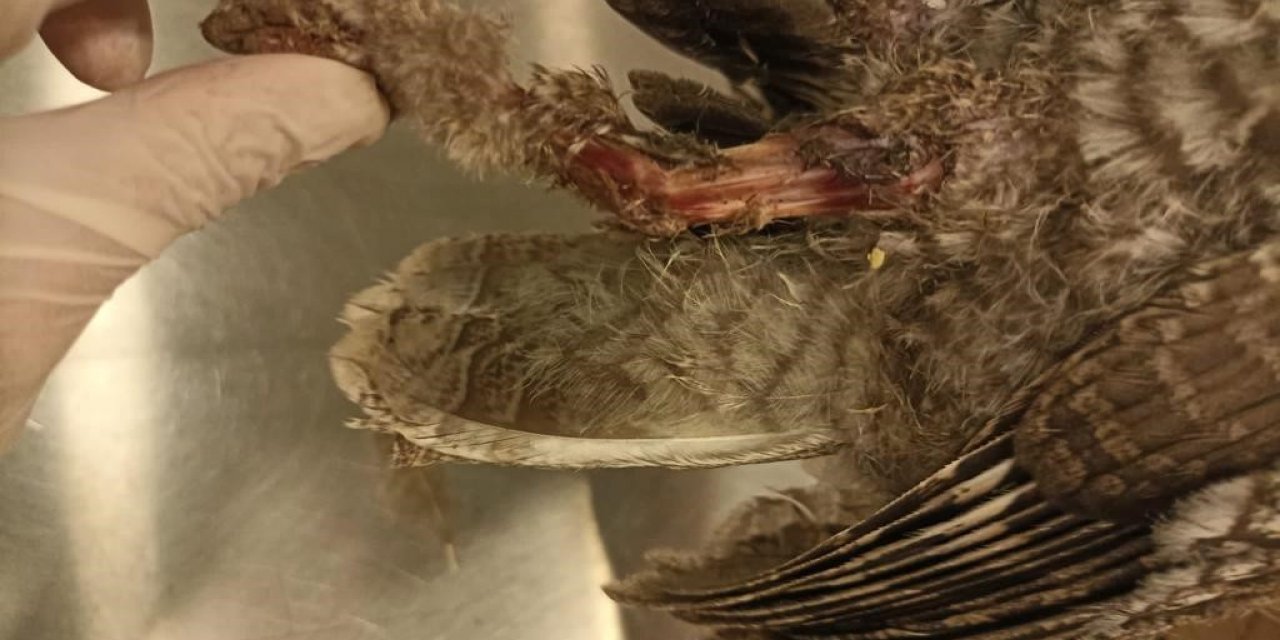 Bodrum’da elektrik akımına kapılan 3 baykuştan ikisi telef oldu