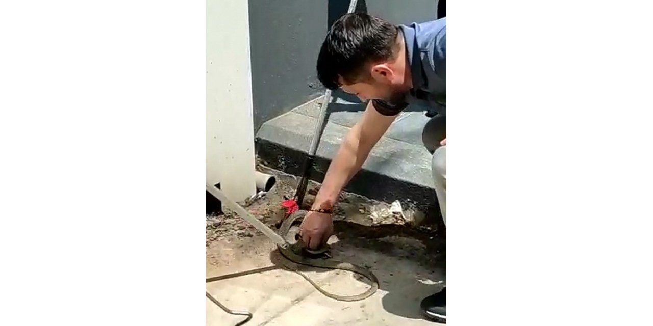 İstasyondaki yılanı iş adamı böyle yakaladı