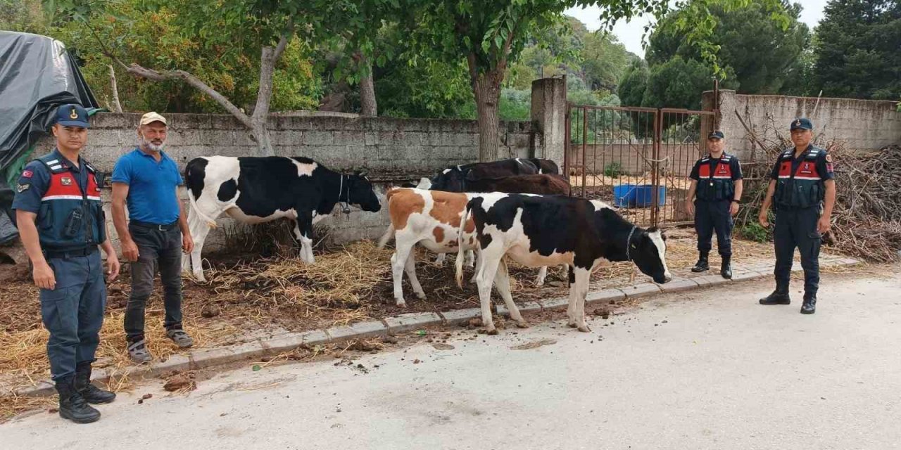 Firar eden inekleri jandarma buldu