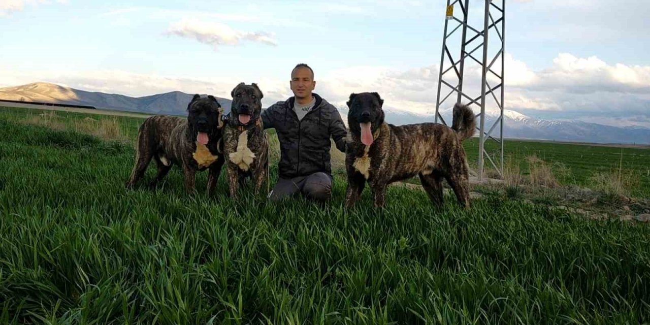 Tomarza Çaparları Tescillenme Çalışmaları Başladı