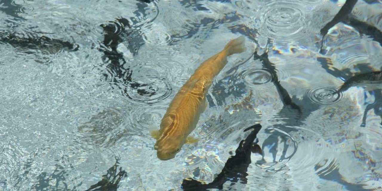 Su ürünleri üretimi 2022 yılında yüzde 6,2 arttı