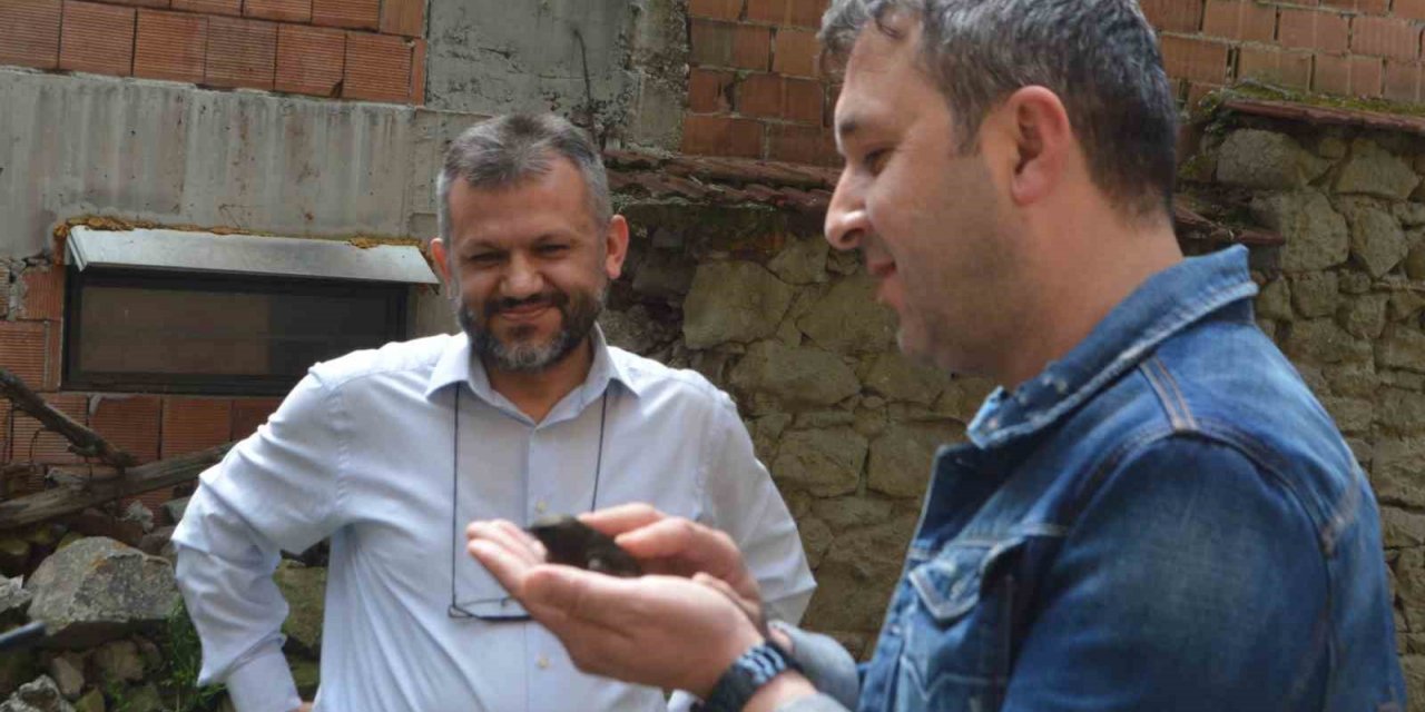 Ender görünen Ebabil kuşu iş yerine ikinci kez geldi