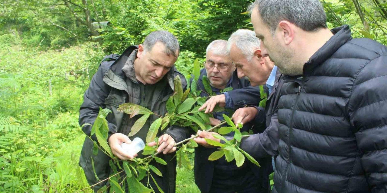 Kastamonu’da katil arılara karşı mücadele sürüyor