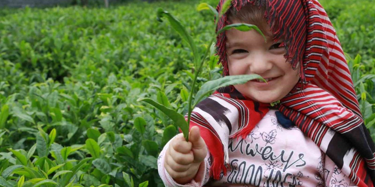 ÇAYKUR’dan müstahsiline ‘Acele etmeyin’ uyarısı