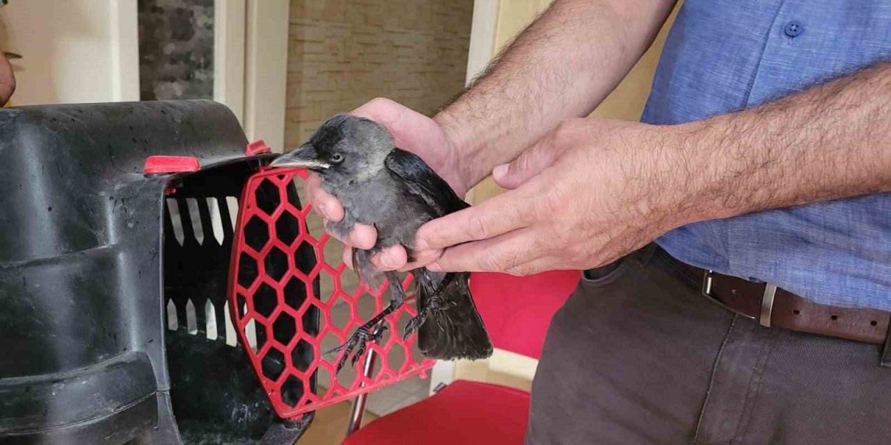 Aydın’da doğa koruma ekiplerinin ’karga’ mesaisi