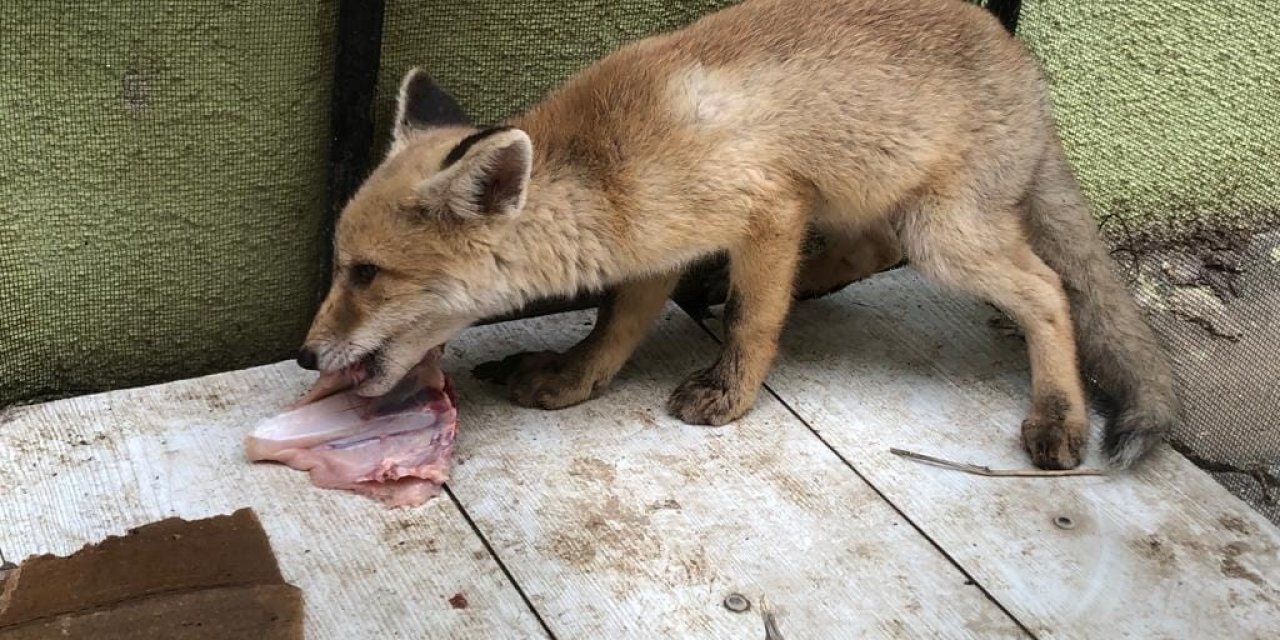 Vatandaşların bulduğu yavru tikiler koruma altında