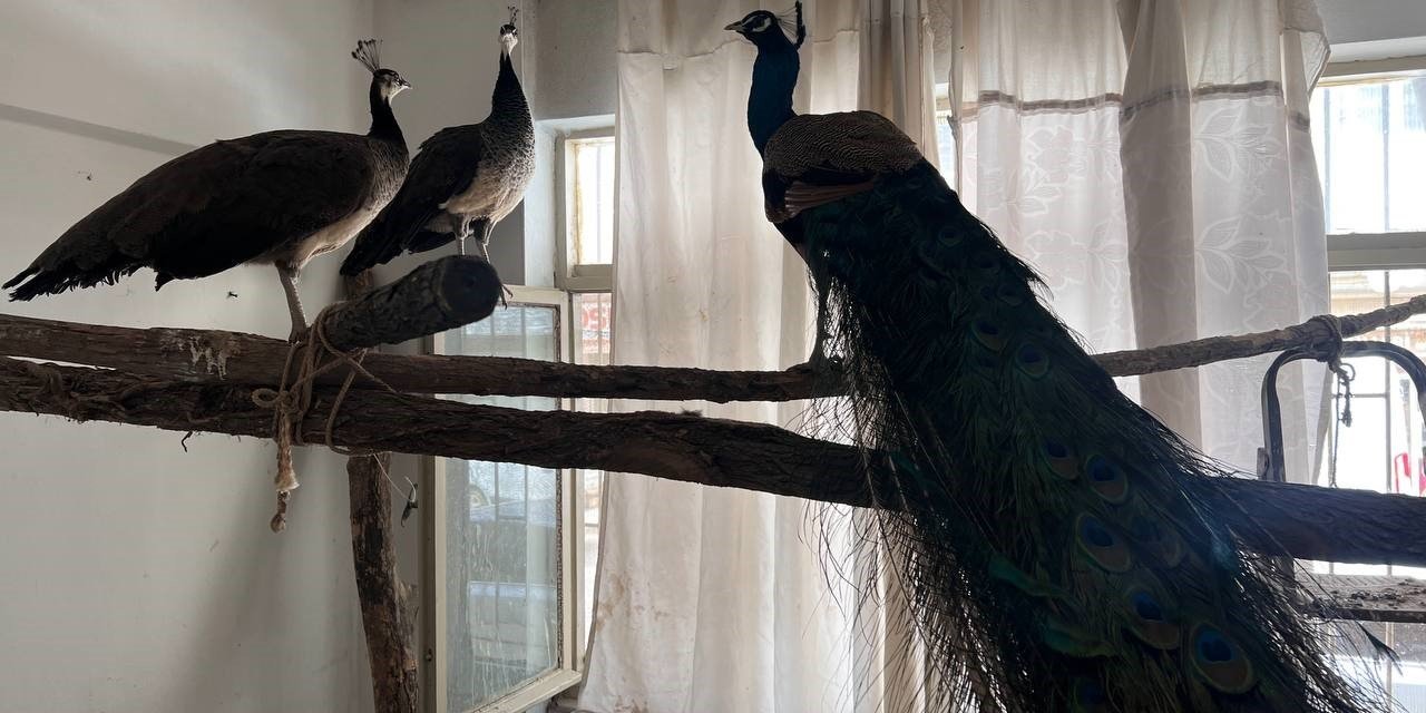 Ordu’da Hint tavus kuşu besleyen kişiye ceza: 3 kuşa el konuldu