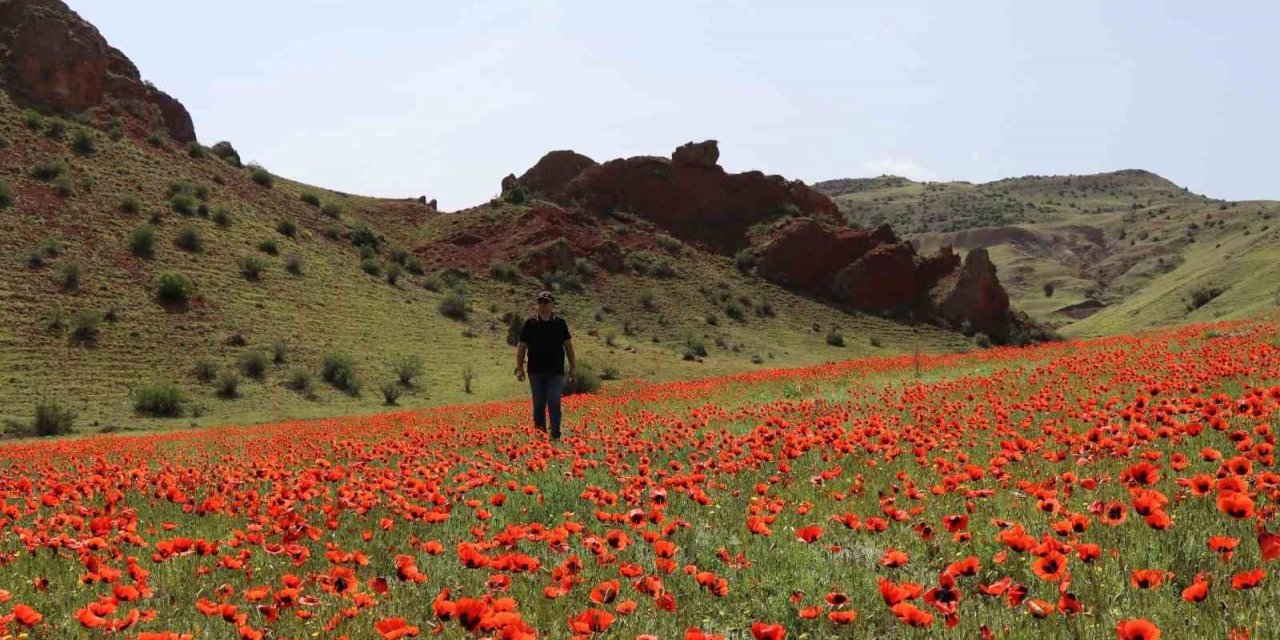 Oltu’da gelincikler ikinci kez açtı