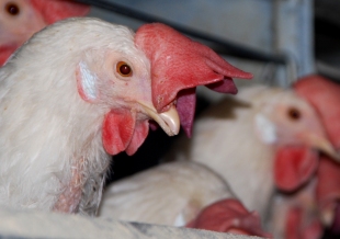 Müftü: 'Tavuk eti zaten günah'