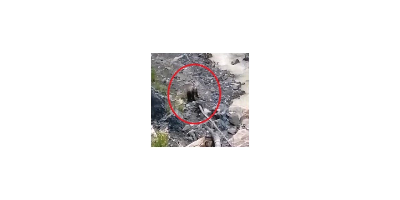 Çaya inen ayılar vatandaşlar tarafından görüntülendi