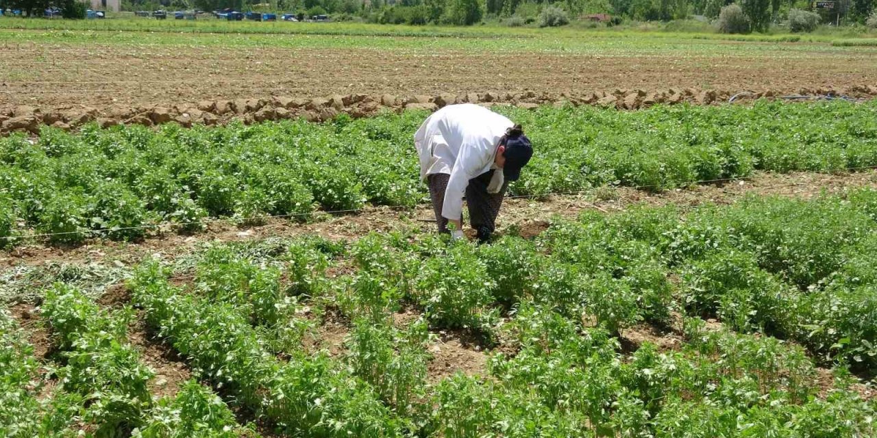 Tokat’ta anason üretimi için araştırma yapılıyor