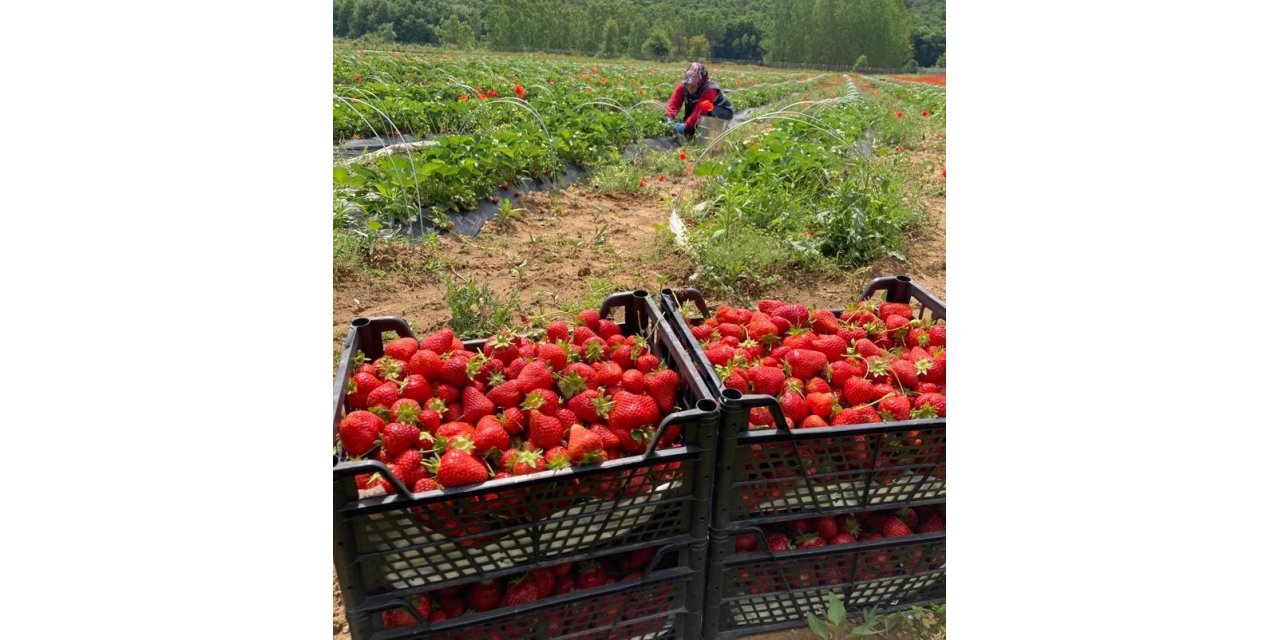 Çilek hasadı ertelendi