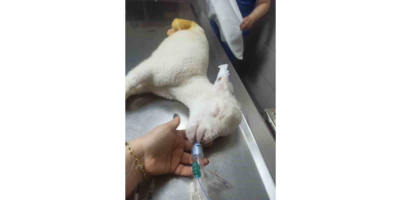 Bacakları ters doğan kuzu Türkiye’de ilk defa yapılan bir ameliyatla tedavi oldu