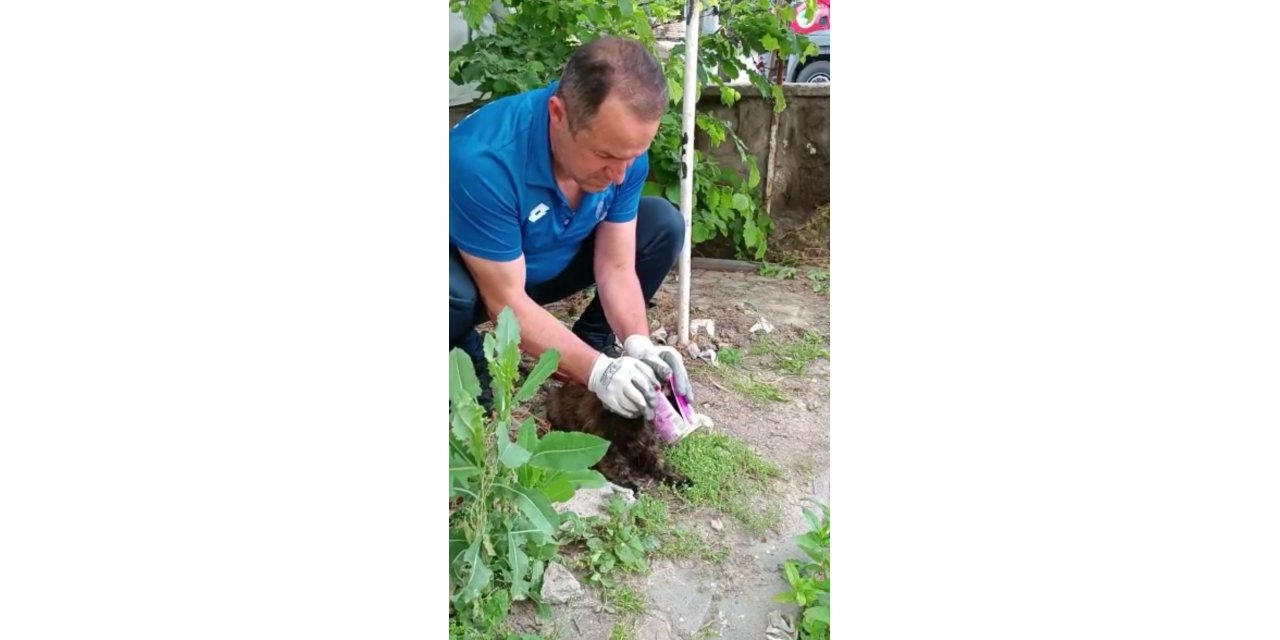 Kafası konserve kutusuna sıkışan kedi kurtarıldı