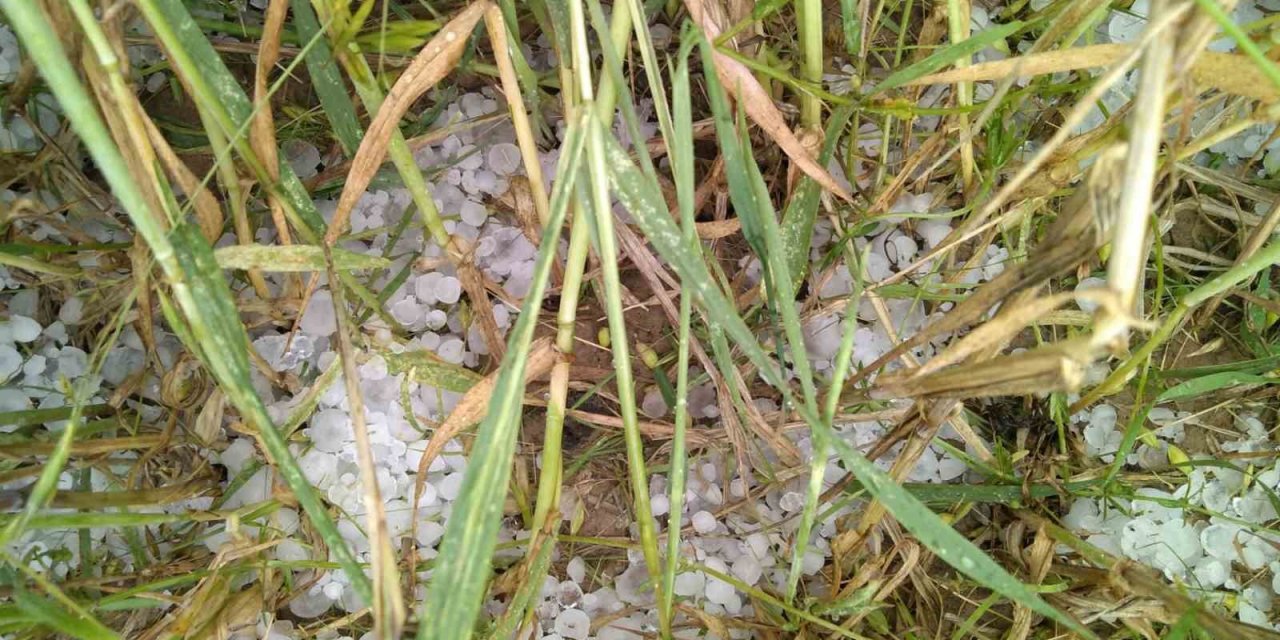 Ereğli’de dolu ekili alanları vurdu