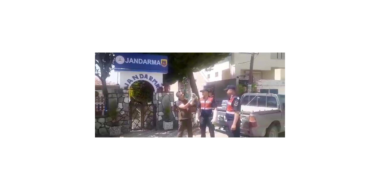 Jandarmanın bulduğu yaralı alaca baykuş yavrusuna koruma
