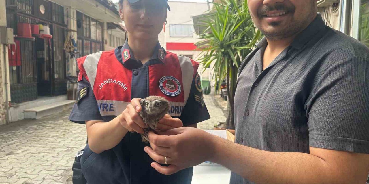 Yavru baykuşa jandarma koruması