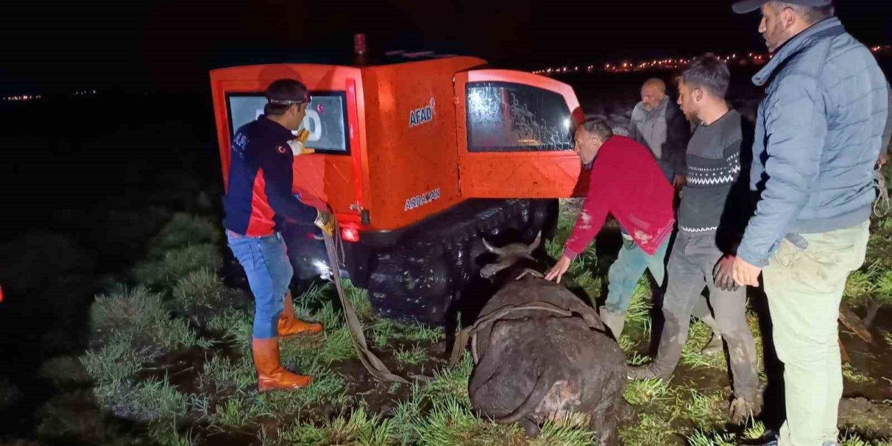 Bataklığa saplanan inek AFAD ekiplerince kurtarıldı