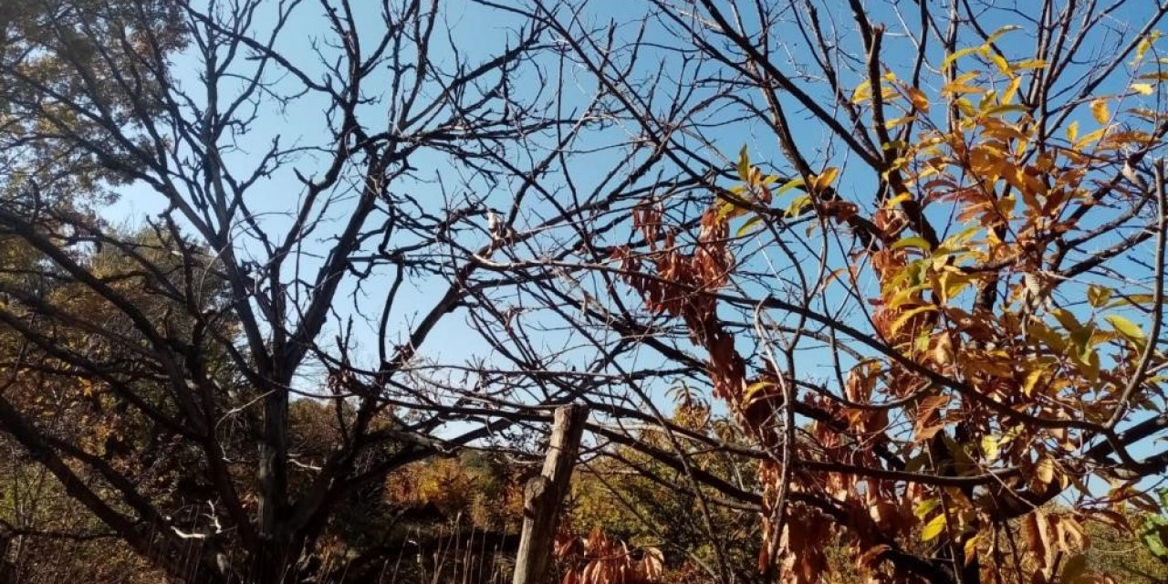 "Kestanenin geleceği tehlike altında"