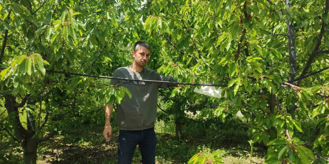 Kiraz bahçelerinde Akdeniz meyve sineğine karşı başlatılan mücadele sürüyor