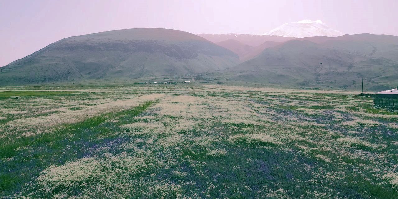 Ağrı Dağı etekleri, mor ve beyaza büründü