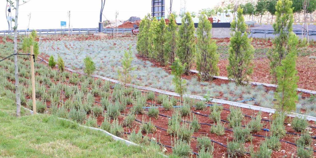 Eğil’de peyzaj çalışmaları 16 bin çalı ve farklı türlerle tamamlandı