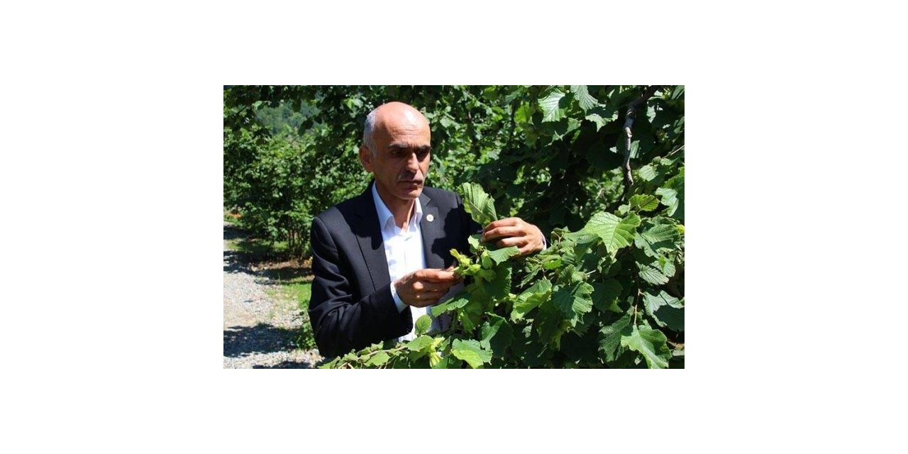 Fındıkta rekolte polemiği